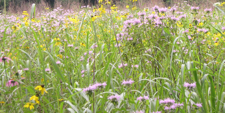 Wildflowers