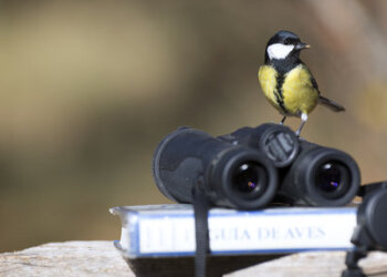 Budding birders