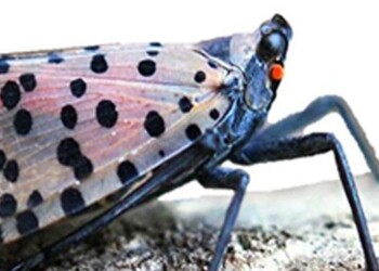 Invasive Insects