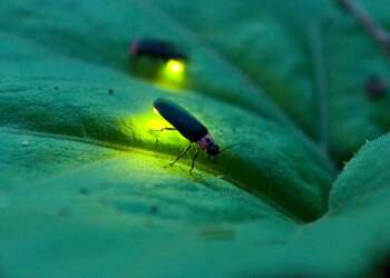 fireflies