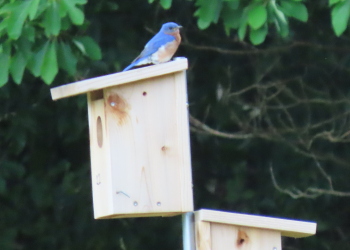 A bluebird sits on top of a birdbox