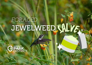 foraged jewelweed