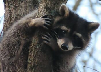 A raccoon clings to a tree