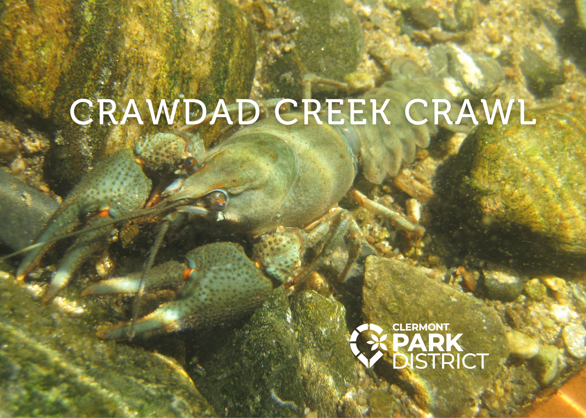 Crawdad among rocks in the creek