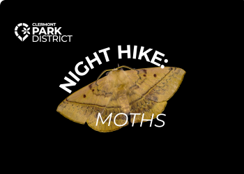 little yellow moth, black background