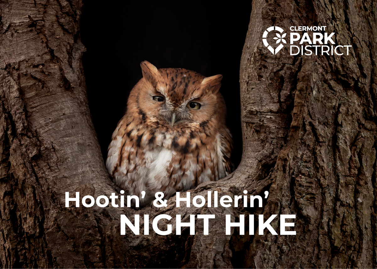 Eastern Screech Owl sitting in a tree hollow