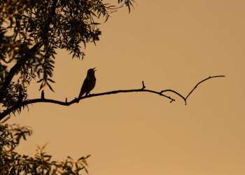 Birds at Night