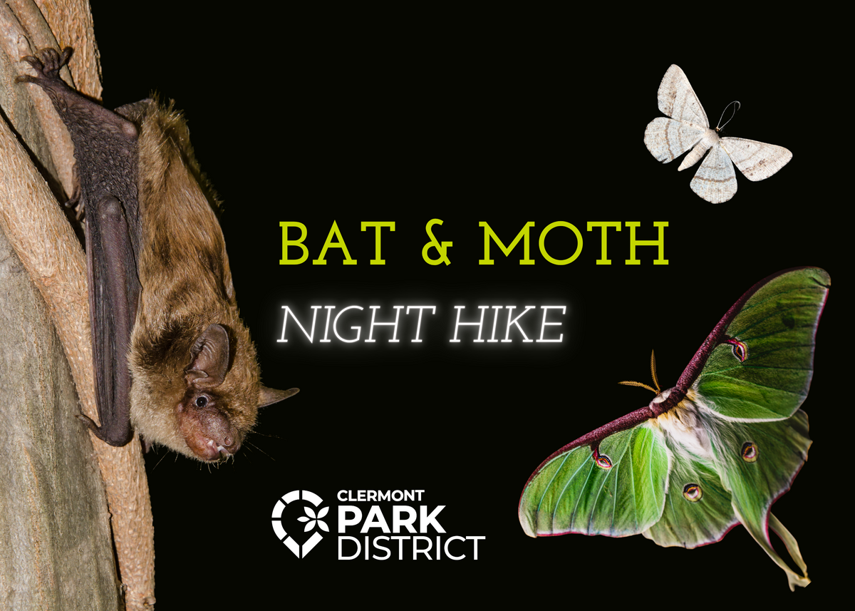 batmoth2