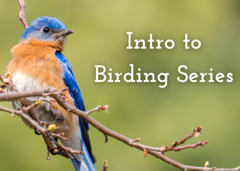 Intro to Birding Series