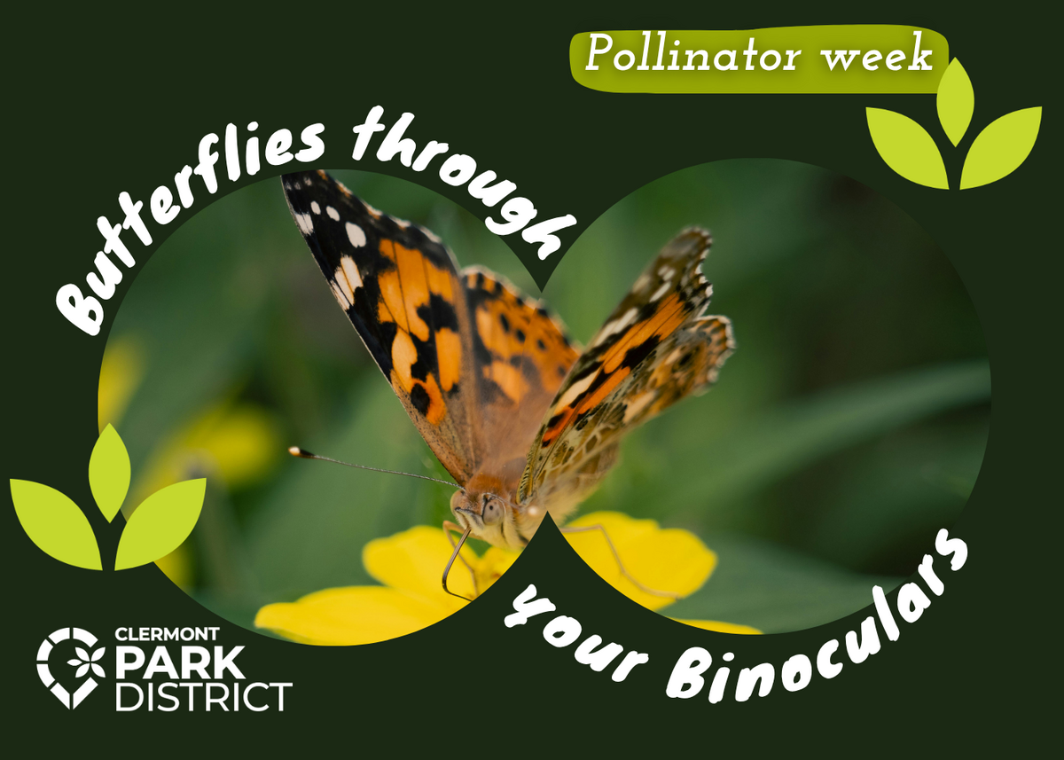 A butterly framed in two connected circles, as if looking through binoculars