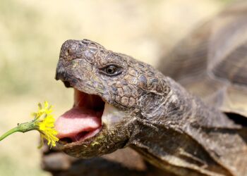 Reptiles