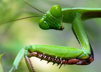 Bugs