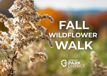 fall wildflower walk two