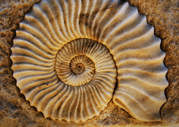 fossil