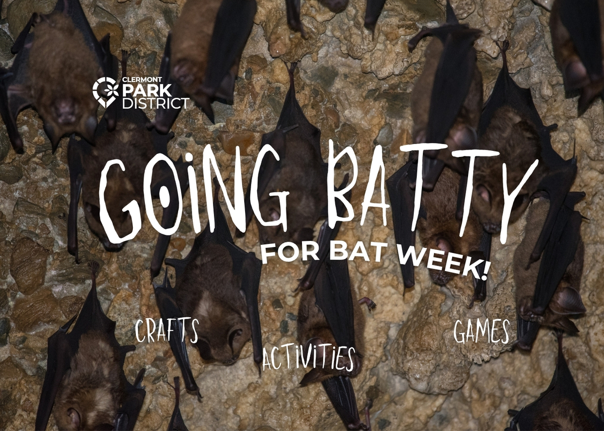 going batty: bats hanging from the cave wall