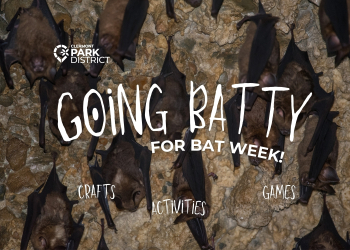 bats hanging from cave wall with going batty text