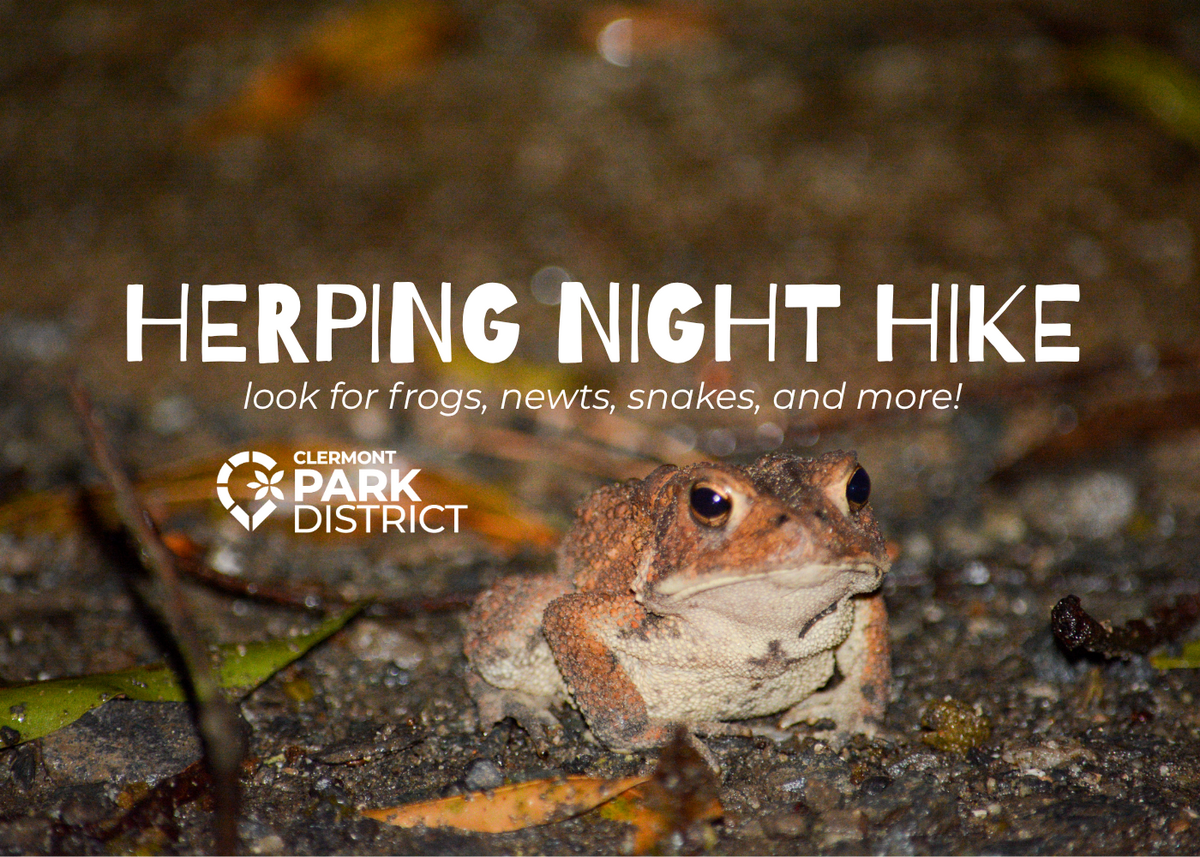 toad at night