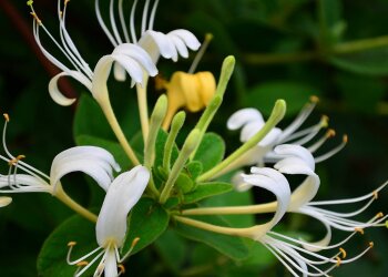 Invasive Species