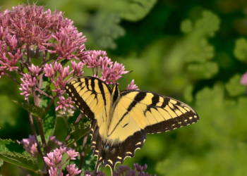 Joe Pye Weed