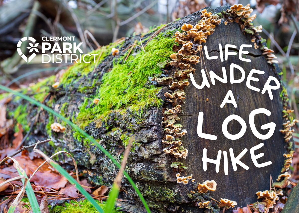 Mossy log with a ring of mushroom around its cut side