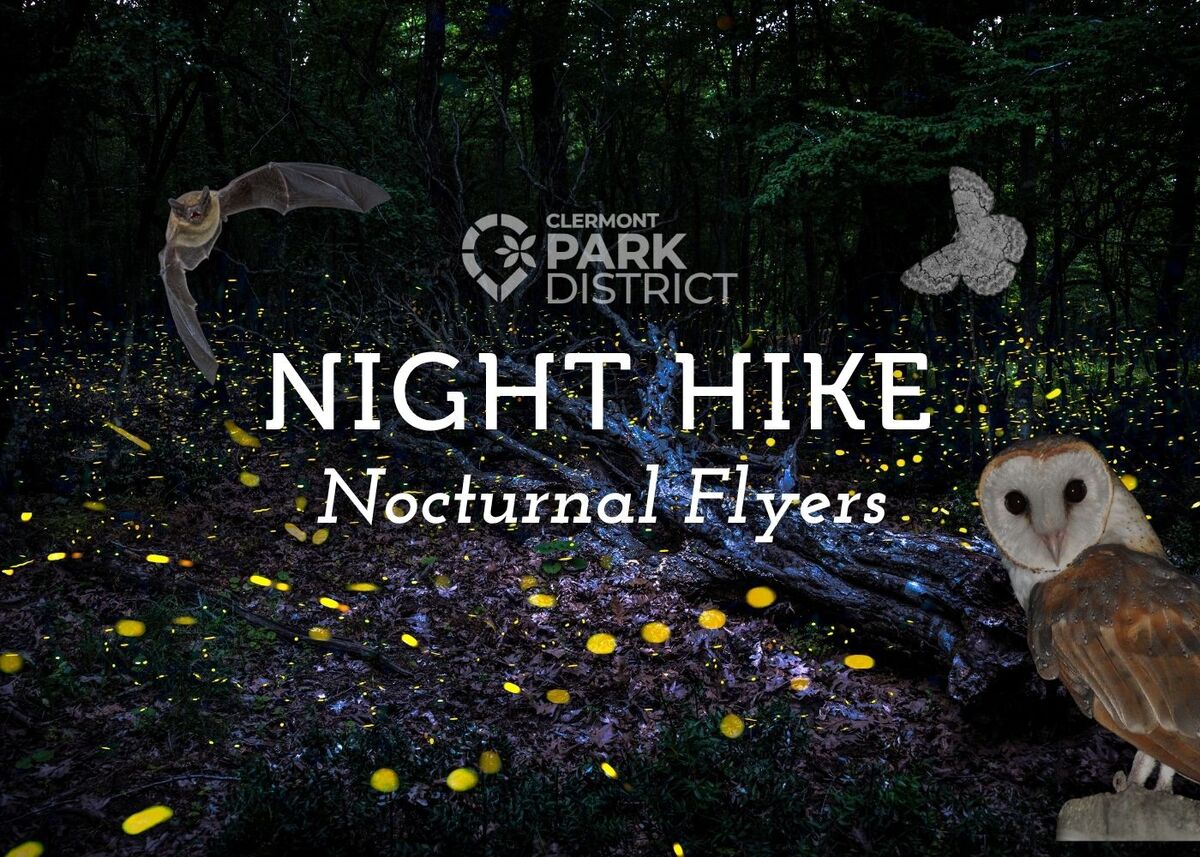 A forest of fireflies, owls, bats, and moths