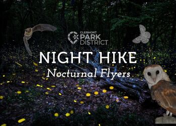 forest of fireflies, owls, bats, and moths