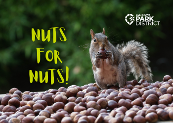 nuts for nuts