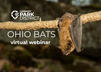 ohio bats webinar: big brown bat on a stick