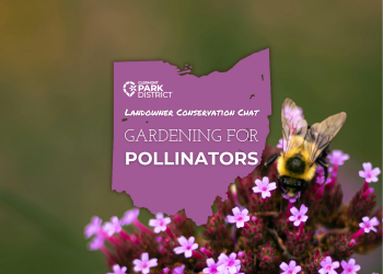 pollinator