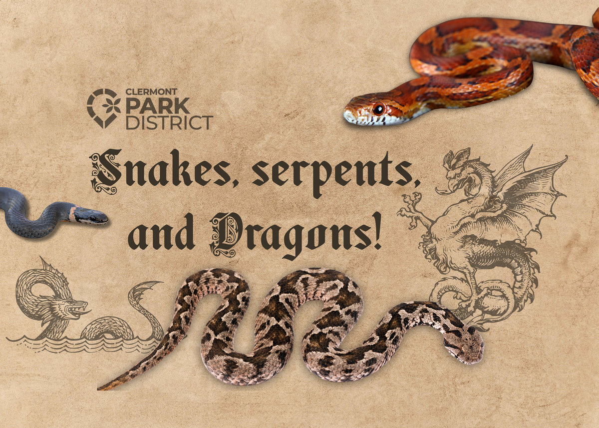snakes, dragons, and serpents