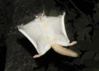 Southern Flying Squirrel