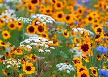Wildflowers