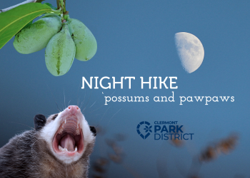 possums and pawpaws night hike