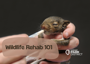A hand holds a baby squirrel and feeds it milk through a syringe