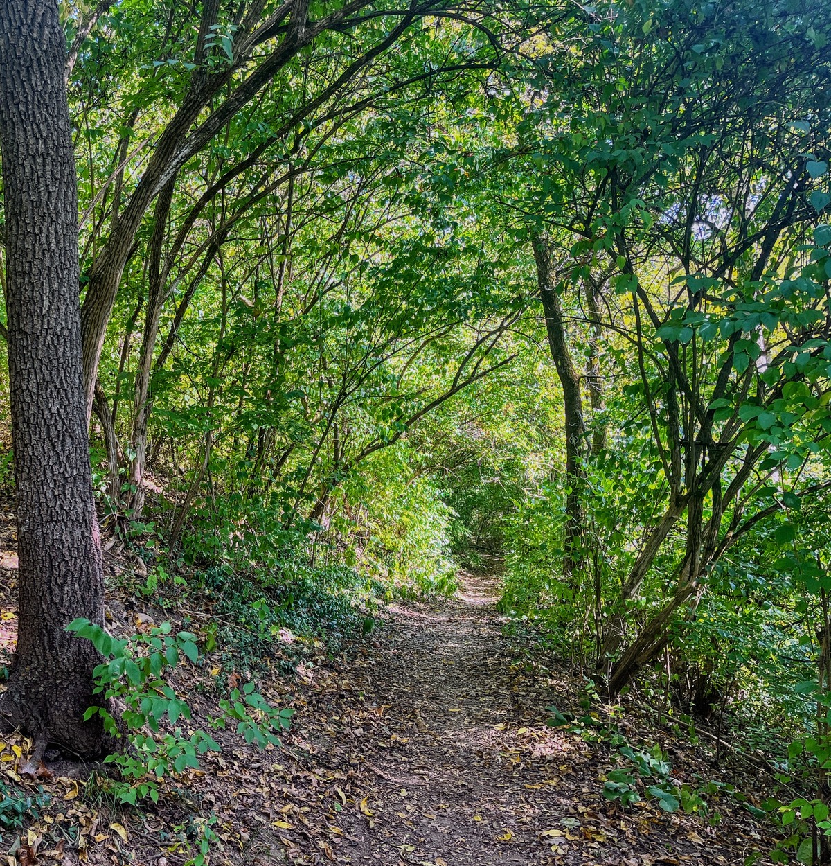 Birder's Loop Trail
