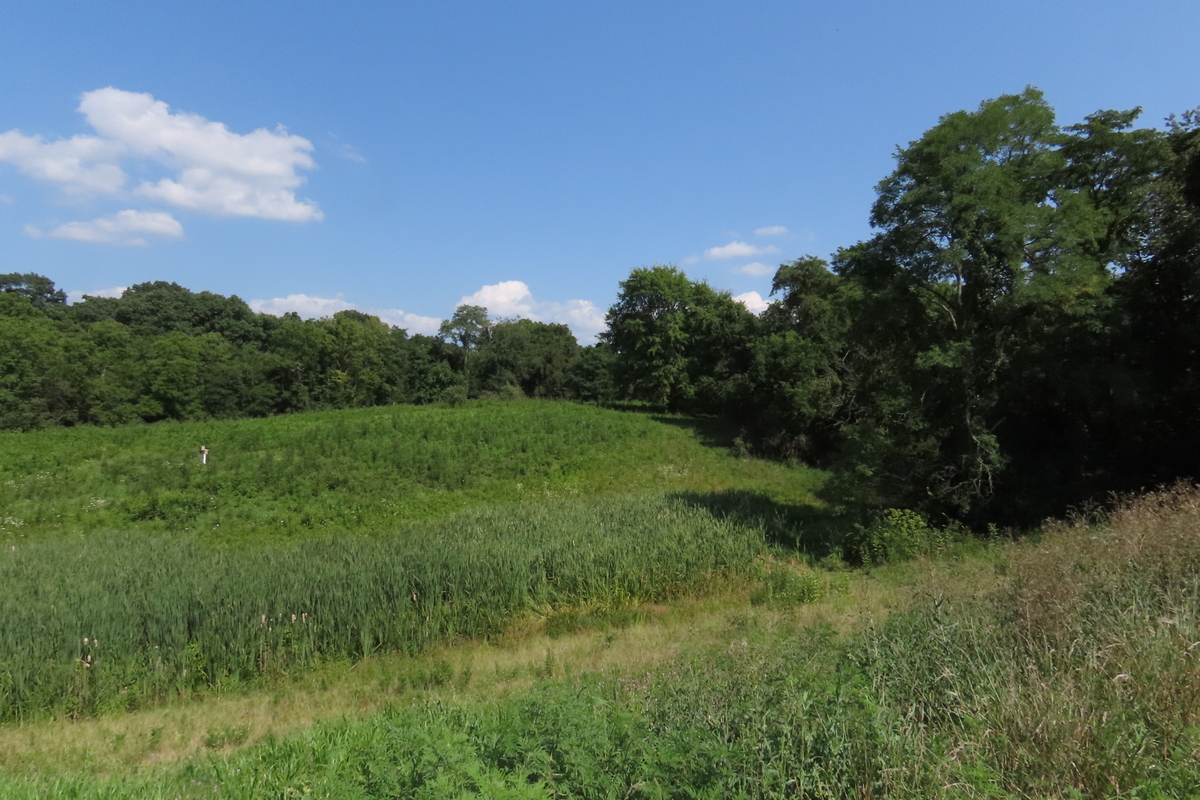 Green field with trees around it