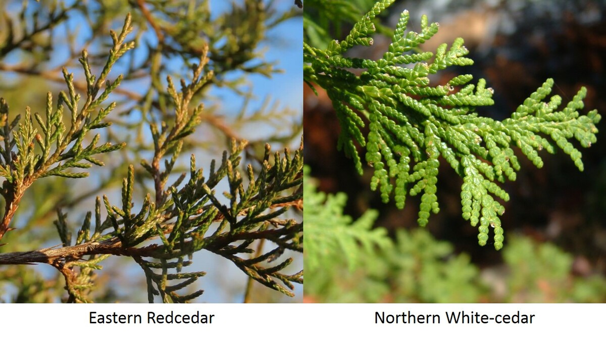 Eastern Redcedar & Northern White-cedar side by side