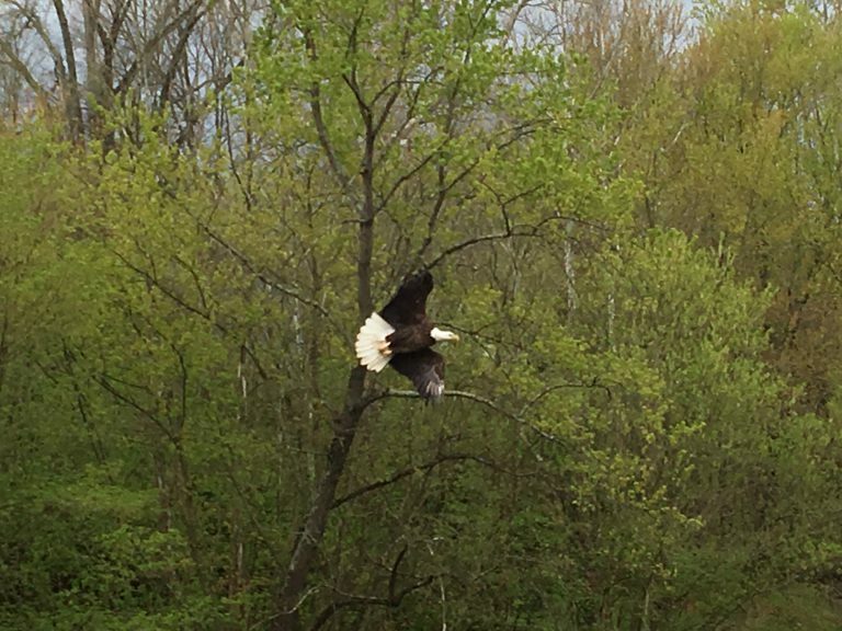 eagle on tree