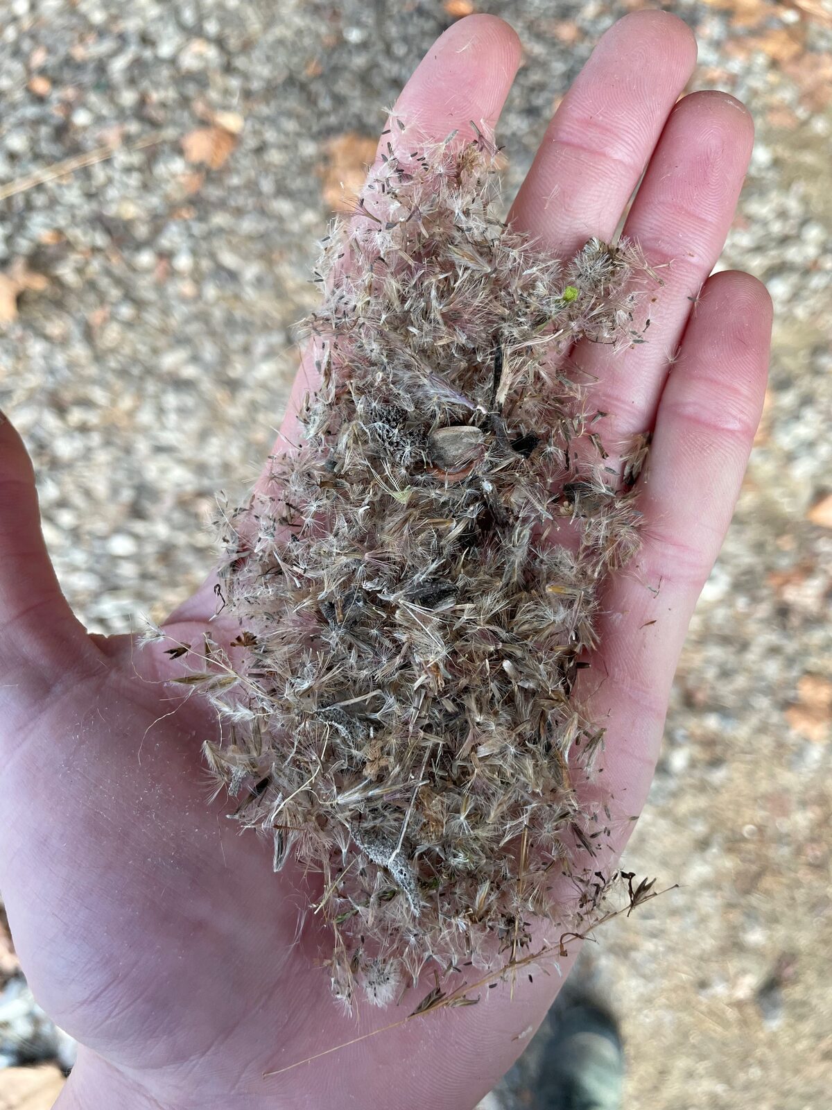 Native Seed Collecting