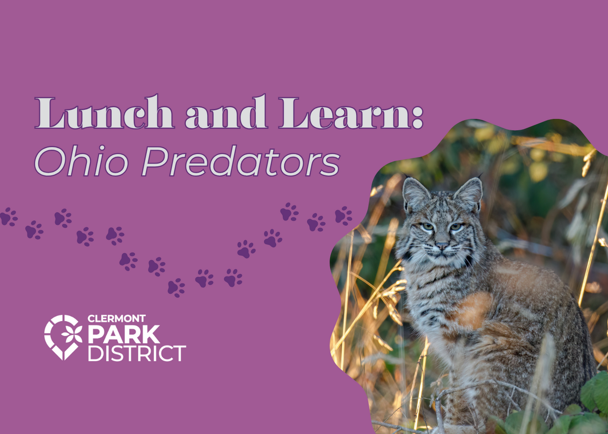 A photo shows a bobcat sitting and looking to the side at the camera. The words "Lunch and Learn: Ohio Predators" are written in white on a purple background. Purple pawprints trail toward the photo o