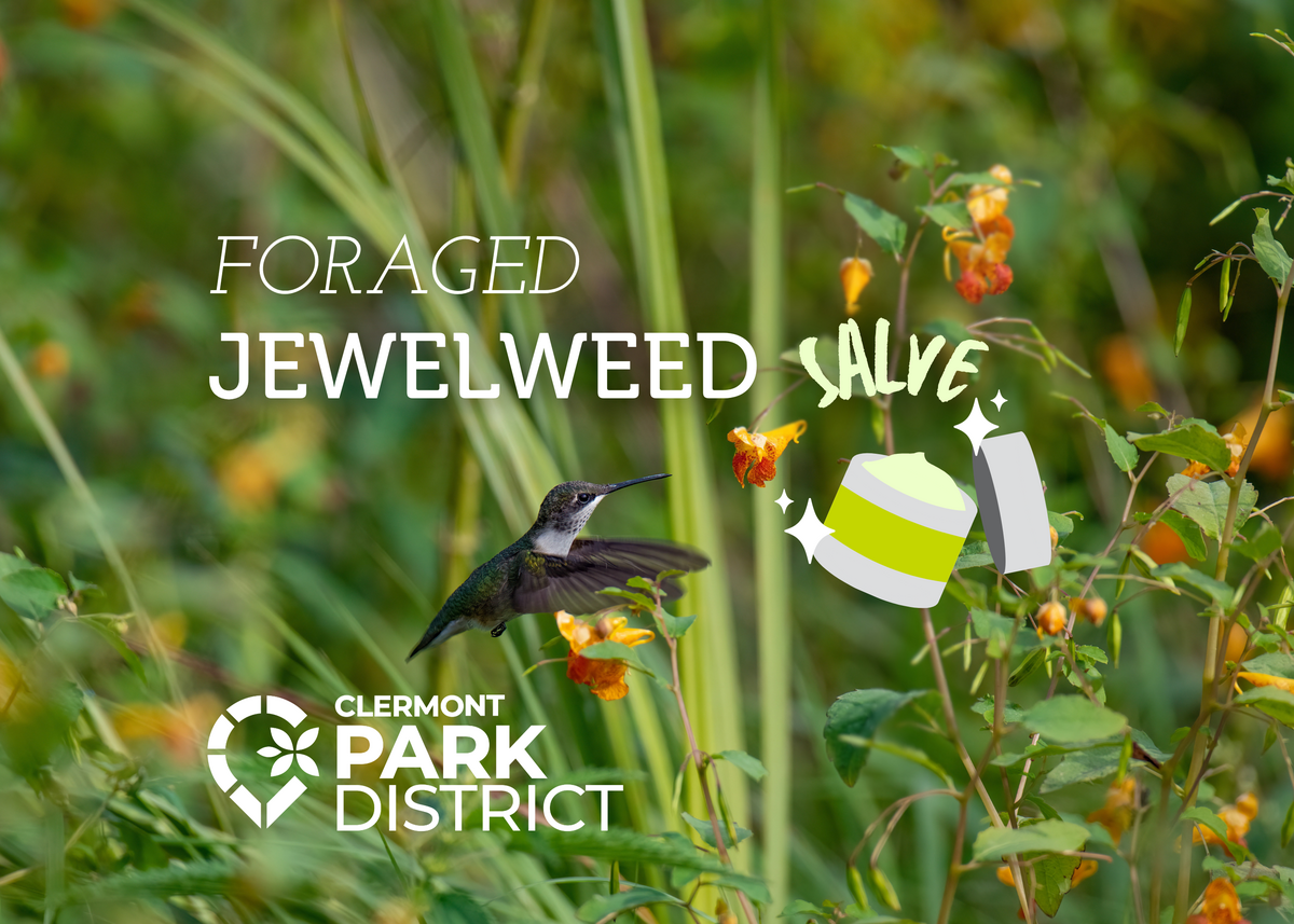 hummingbird with jewelweed 