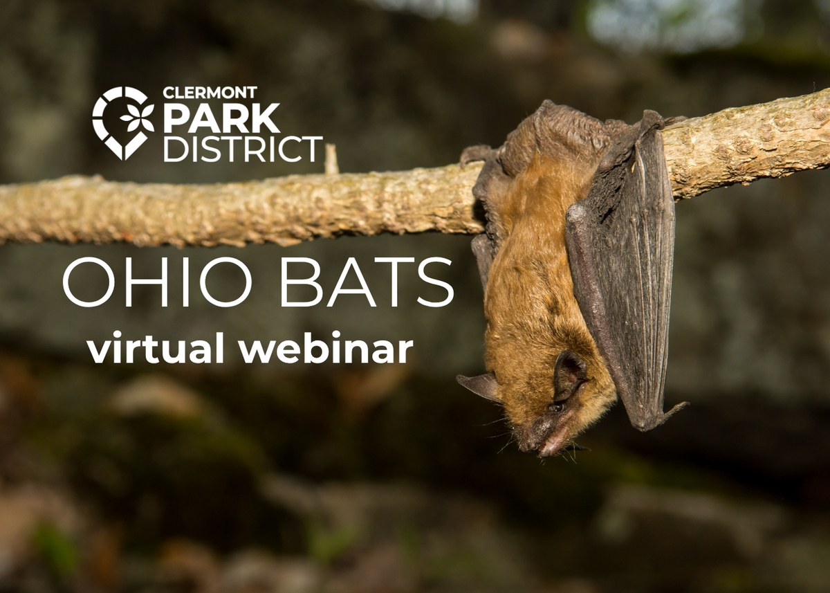 big brown bat is dangling from a tree limb, ohio bats webinar