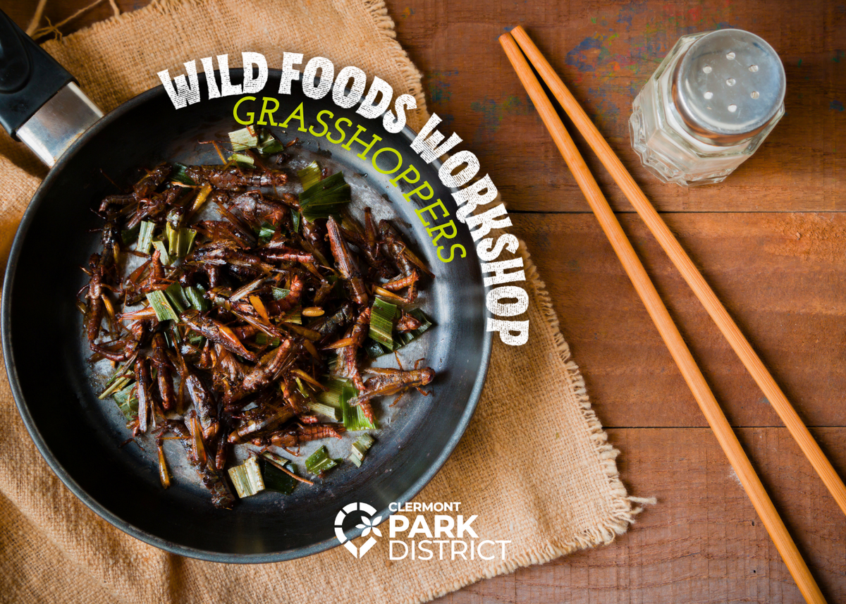 wild foods grasshoppers