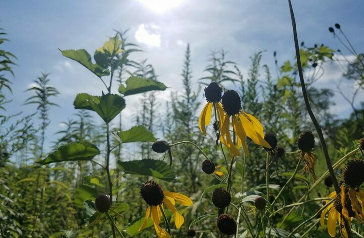 flowers